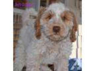 Australian Labradoodle Puppy for sale in FREMONT, CA, USA