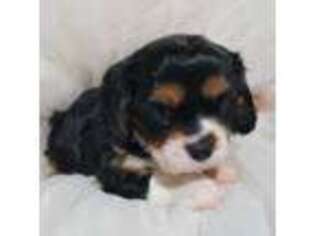 Cavalier King Charles Spaniel Puppy for sale in Red Lion, PA, USA