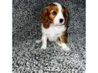 Cavalier King Charles Spaniel Puppy for sale in Clinton, MA, USA