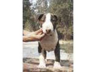 Bull Terrier Puppy for sale in Spokane, WA, USA