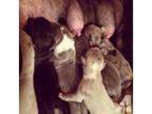 Great Dane Puppy for sale in HURLEY, NY, USA