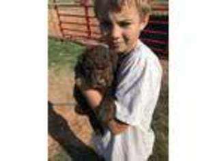 Goldendoodle Puppy for sale in Okarche, OK, USA