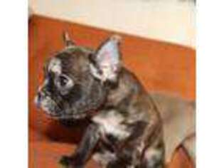 French Bulldog Puppy for sale in West Chester, PA, USA