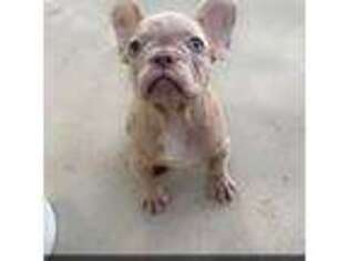 French Bulldog Puppy for sale in Hearne, TX, USA