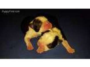 Boston Terrier Puppy for sale in Bonanza, OR, USA