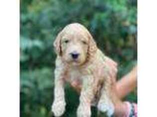 Mutt Puppy for sale in Columbia, SC, USA
