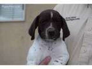 German Shorthaired Pointer Puppy for sale in Beaver, UT, USA