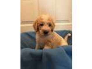 Goldendoodle Puppy for sale in Decatur, IN, USA