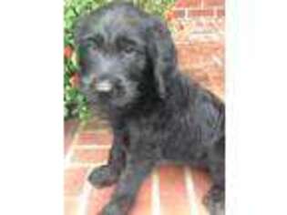 Labradoodle Puppy for sale in Carthage, TN, USA