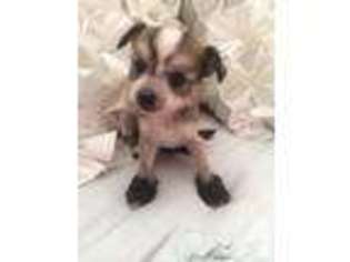 Chinese Crested Puppy for sale in ASHEBORO, NC, USA