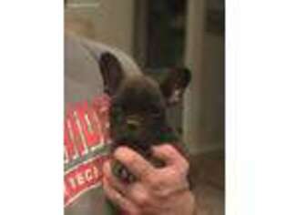 French Bulldog Puppy for sale in Quanah, TX, USA