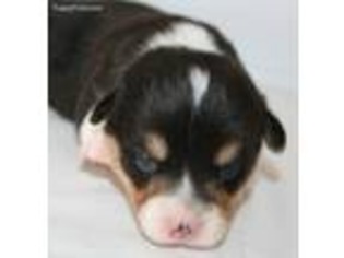 Pembroke Welsh Corgi Puppy for sale in Edgemont, SD, USA