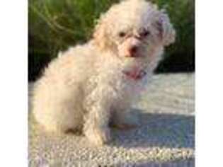 Mutt Puppy for sale in Sanford, FL, USA