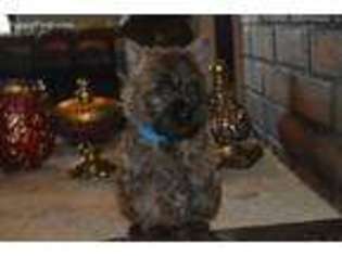 Cairn Terrier Puppy for sale in Aumsville, OR, USA