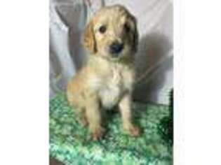Goldendoodle Puppy for sale in Harrisonville, MO, USA