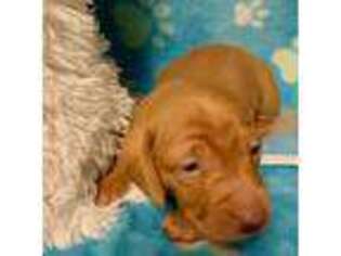 Dachshund Puppy for sale in Franklin, TN, USA