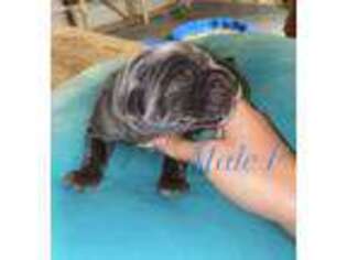 Cane Corso Puppy for sale in Manito, IL, USA