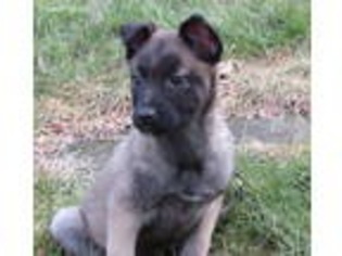 Belgian Malinois Puppy for sale in Mount Vernon, WA, USA