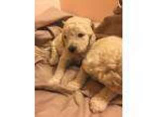Goldendoodle Puppy for sale in Danbury, WI, USA