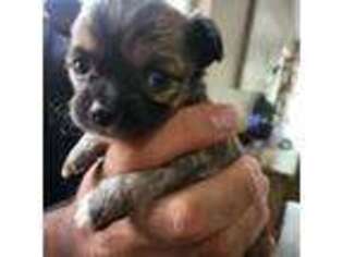 Chihuahua Puppy for sale in Victorville, CA, USA
