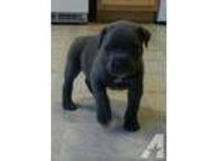 Cane Corso Puppy for sale in CAMERON, NC, USA