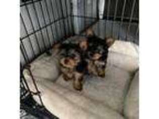 Yorkshire Terrier Puppy for sale in Scottsdale, AZ, USA