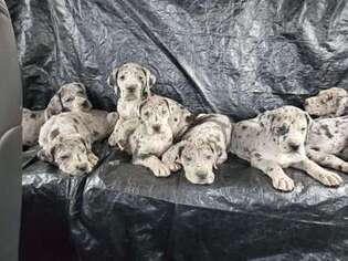 Great Dane Puppy for sale in South Rockwood, MI, USA
