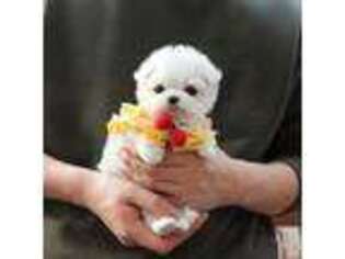 Maltese Puppy for sale in Grass Lake, MI, USA