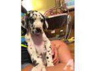 Great Dane Puppy for sale in GRAYVILLE, IL, USA