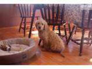 Goldendoodle Puppy for sale in Bowling Green, KY, USA