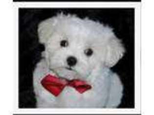 Maltese Puppy for sale in Taylor, AR, USA