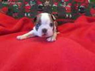Boston Terrier Puppy for sale in Signal Hill, CA, USA
