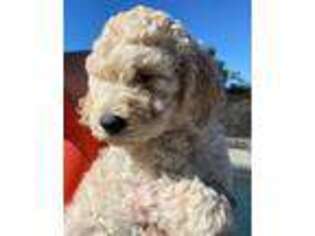 Goldendoodle Puppy for sale in Yucaipa, CA, USA