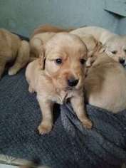 Golden Retriever Puppy for sale in Kankakee, IL, USA