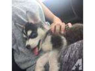 Siberian Husky Puppy for sale in STAFFORD, TX, USA