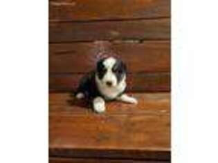 Australian Shepherd Puppy for sale in Mount Hope, AL, USA