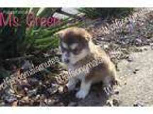 Alaskan Malamute Puppy for sale in Lexington, KY, USA