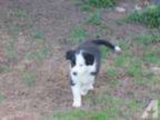 Border Collie Puppy for sale in GRAND PRAIRIE, TX, USA