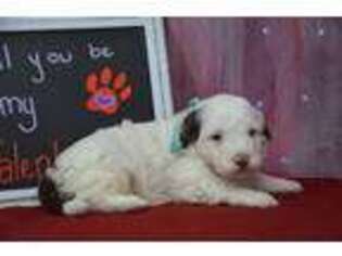 Portuguese Water Dog Puppy for sale in East Palestine, OH, USA