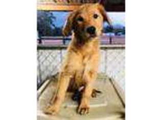 Golden Retriever Puppy for sale in Screven, GA, USA
