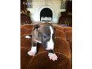 Bull Terrier Puppy for sale in Muskogee, OK, USA
