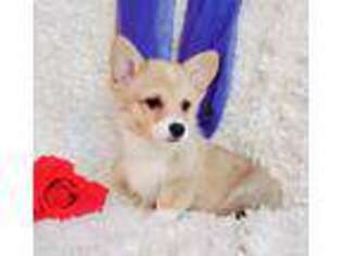 Pembroke Welsh Corgi Puppy for sale in Becker, MN, USA