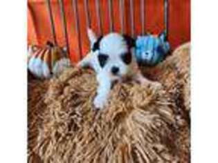 Maltese Puppy for sale in Apopka, FL, USA