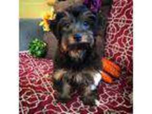 Yorkshire Terrier Puppy for sale in Salem, NJ, USA