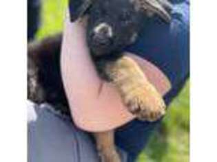 German Shepherd Dog Puppy for sale in Lyndonville, NY, USA