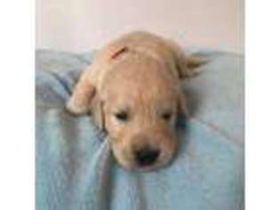 Golden Retriever Puppy for sale in Wright City, MO, USA
