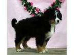 Bernese Mountain Dog Puppy for sale in Flat Rock, IN, USA