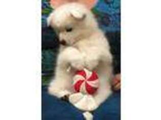 American Eskimo Dog Puppy for sale in Southport, CT, USA