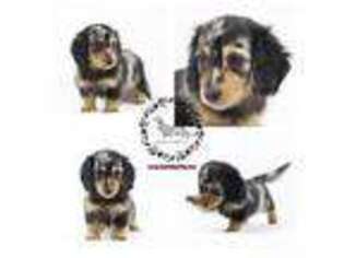 Dachshund Puppy for sale in Knoxville, TN, USA