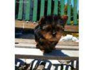 Yorkshire Terrier Puppy for sale in Santa Clarita, CA, USA